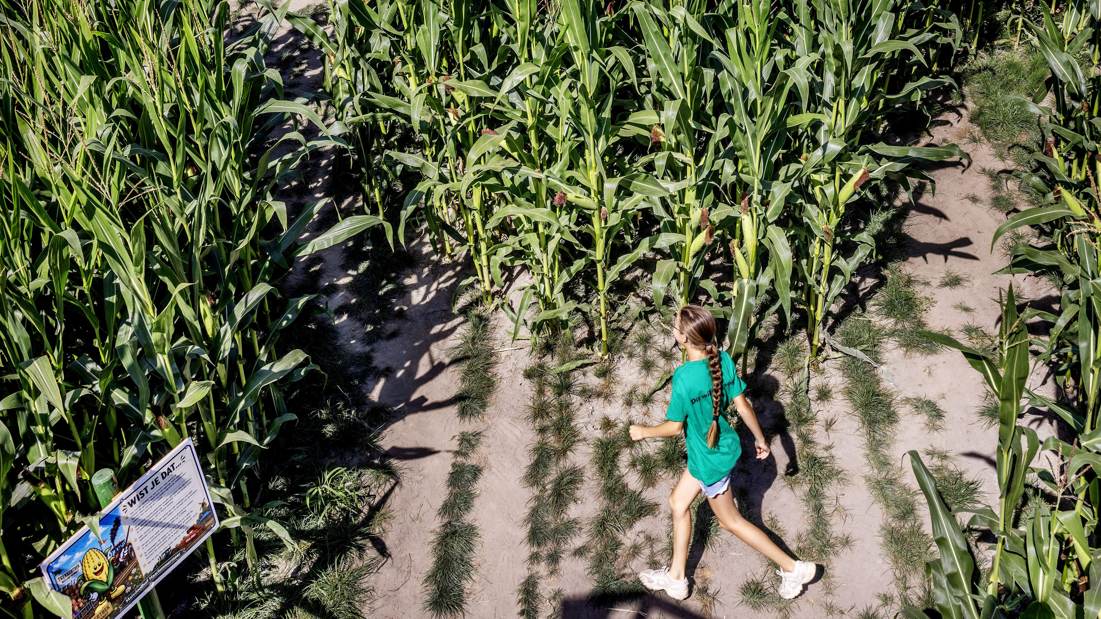 Maisdoolhoven lokken mensen naar het platteland: ’Steeds meer boeren zoeken naar een nevenactiviteit’